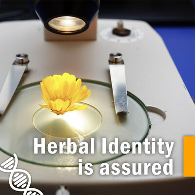 OEM Non GMO Gluten Free Soothing Throat Spray Immune Support Fast Absorbing Herbal Supplement