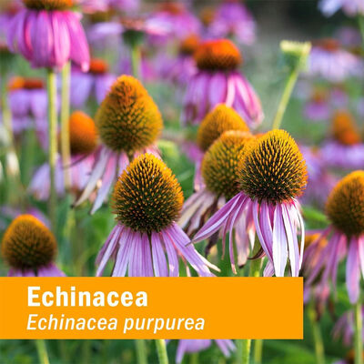 Kids Echinacea Liquid Drops | Orange Flavor | Immune Support